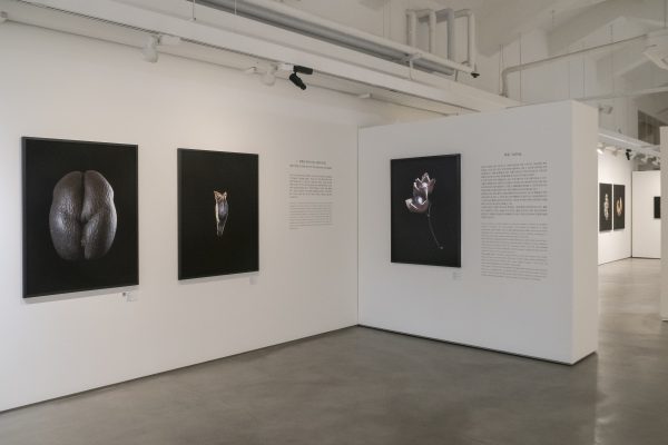 "Histoires de graines", Goeun Museum of Photography. Du 23/04/2026 au 30/08/2026. 1ère salle. Mur A et Cimaise 2. République de Corée, Busan, le 23/04/2026