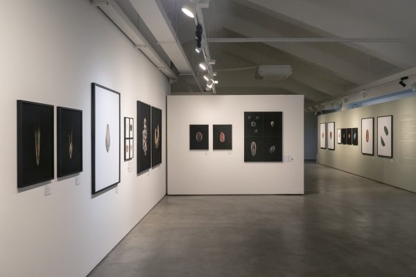 "Histoires de graines", Goeun Museum of Photography. Du 23/04/2026 au 30/08/2026. Salle 2. Mur D et cimaise 4. République de Corée, Busan, le 23/04/2026