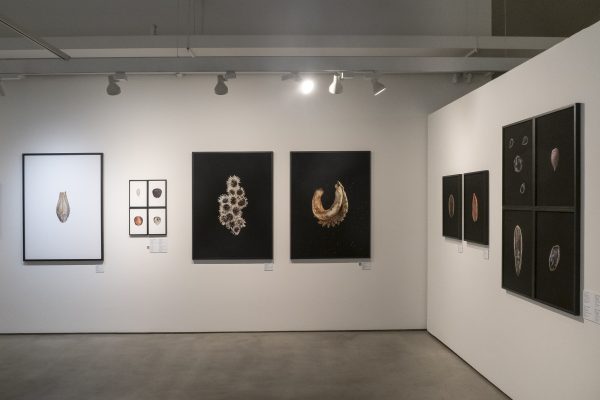 "Histoires de graines", Goeun Museum of Photography. Du 23/04/2026 au 30/08/2026. Salle 2. Mur D et cimaise 4. République de Corée, Busan, le 23/04/2026